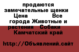 продаются замечательные щенки › Цена ­ 10 000 - Все города Животные и растения » Собаки   . Камчатский край